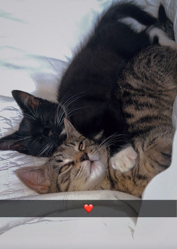 16 week old kittens still avaliable