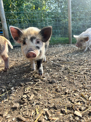 5 Kune Kune Girls Ready To Leave Now. Available singly or in a pair, &pound;120 each.