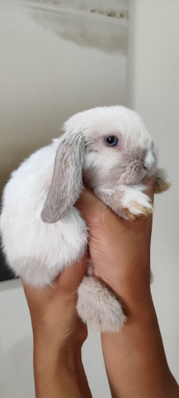 Beautiful mini lops