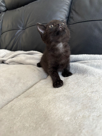 BEAUTIFUL BLACK BOY KITTEN FOR SALE