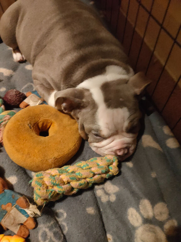 Beautiful English bulldog