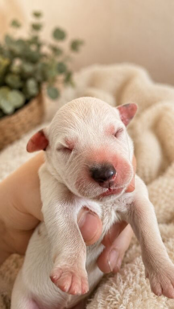Dalmatian puppies available