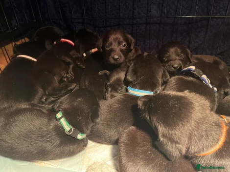 Lab puppies
