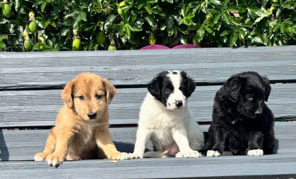 Amazing Border Collie X Lurcher Puppies