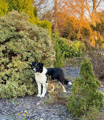Beautiful Border Collie Puppies