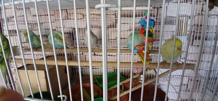 Selection of budgies avaliable