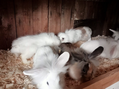 Lion head baby rabbit's