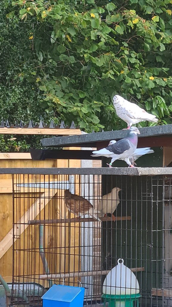 Mixed pigeons