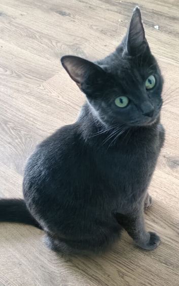 Cat's