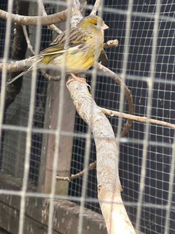 Variegated canary hens