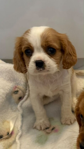 Cavalier King Charles