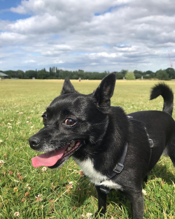 Pet sitting and walking