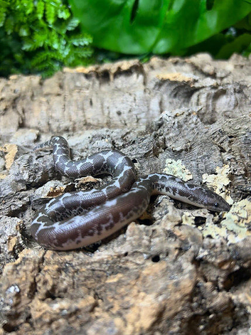 Anery Sand Boa (poss het snow) at Birmingham Reptiles