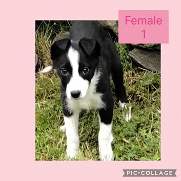 Border Collie puppies.