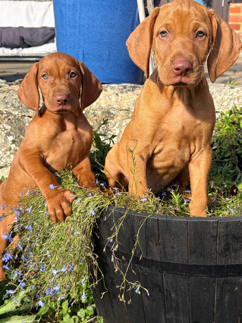 Stunning litter