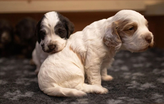 Excellent pedigree . Litter of 4 Handsome pups
