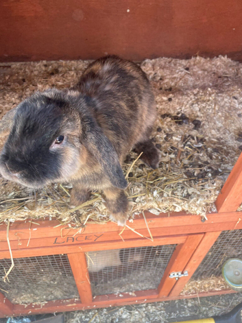 Purebred mini lop