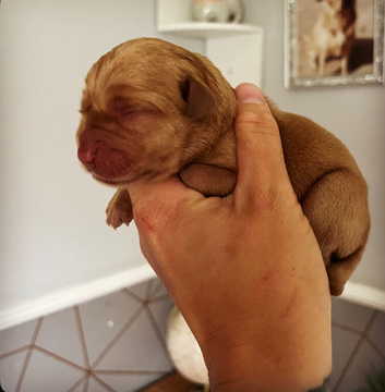 Beautiful Deep Red Labs