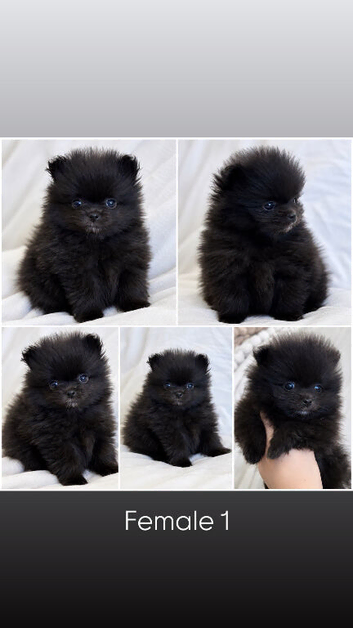 TEA CUP POMS CHAMPION KC PEDIGREE