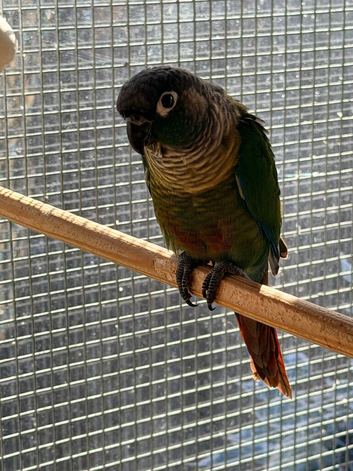Conures x2