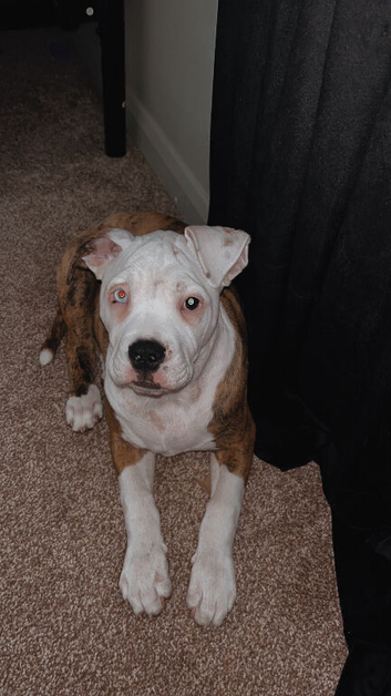 Staffy X