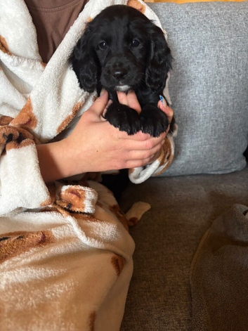 3 working cocker spaniel puppies