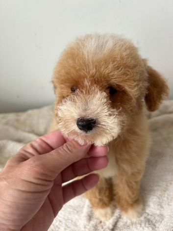 Poochon puppy&rsquo;s