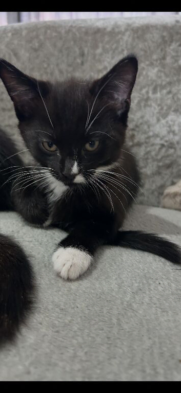 Tuxedo male
