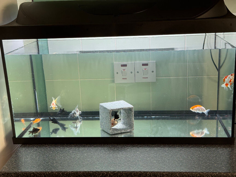 2 1/2 foot fish tank 105 litres brand new condition with 10 gold fish