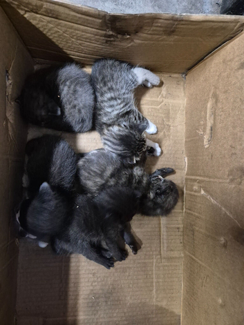 Beautiful Kittens needing a home