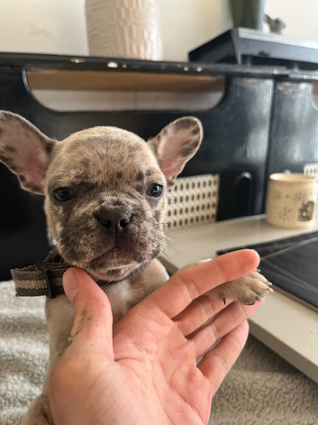 3 frenchie pups