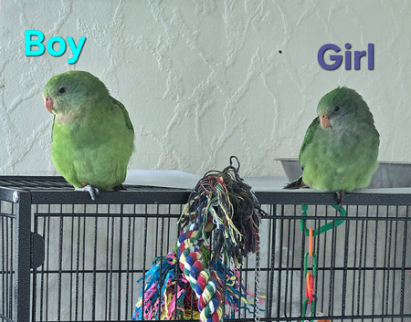 Barraband parakeet (superb parrot)