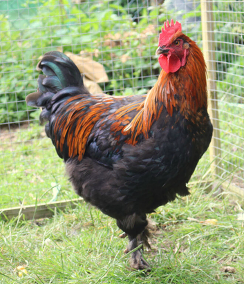French Black Copper Marans and silkie cockerels