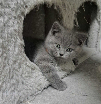 British longhair kittens
