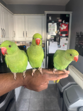Handreared Indian Ringneck&rsquo;s