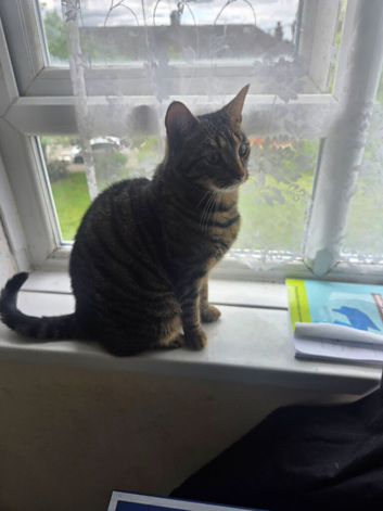Rehome male cat