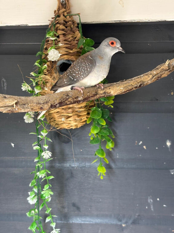 Diamond doves
