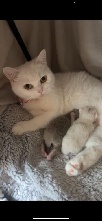 BSH kittens