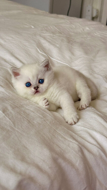 Beautiful Scottish Fold Kittens &ndash; Ready from 1st August