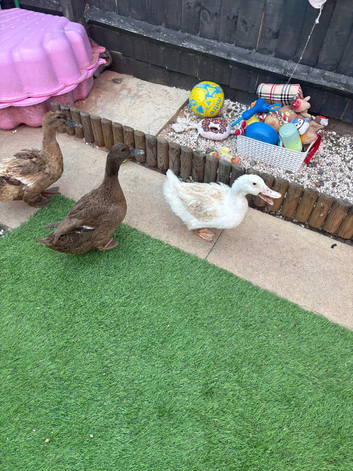 2 cherry valley and 2 khaki ducks