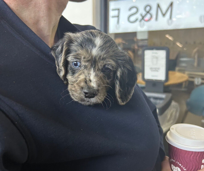 Beautiful Working Cocker Spaniel Puppy Looking for His Forever Home 9 weeks old