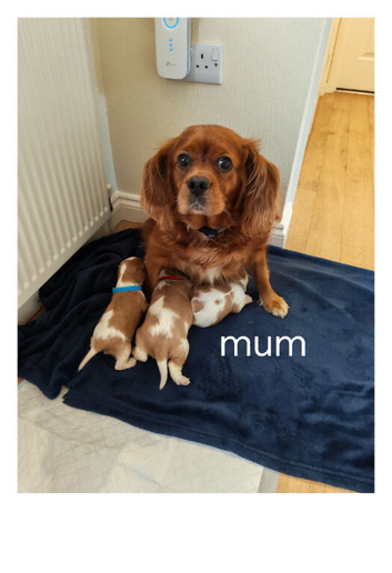 , adorable, health tested k.C registered Cavaliers