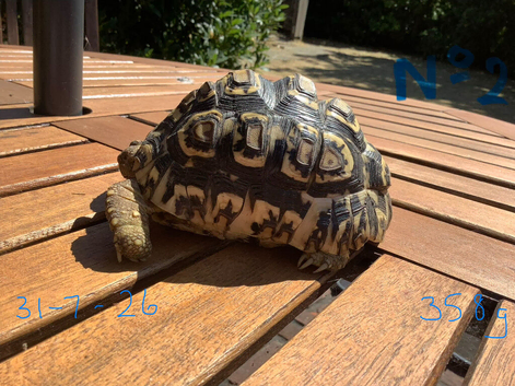 Leopard Tortoise