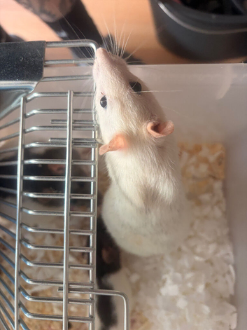 Beautiful baby rats