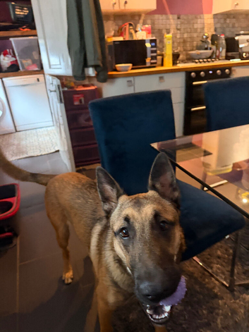Male 8month old