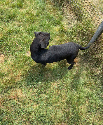 Patterdale X