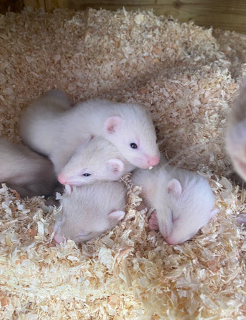Ferret kits looking for loving homes due in may
