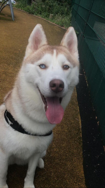Beautiful female Siberian husky