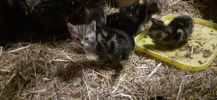 Very friendly Tabby Kittens ready to leave