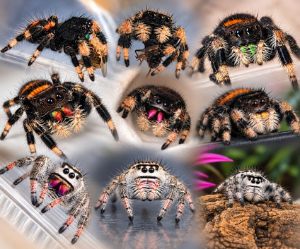 Various Locale of Phiddipus Regius jumping spiders available